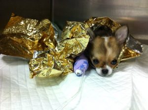 Un chihuahua sous une couverture de survie