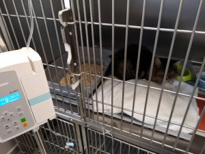 Chat hospitalisé et perfusé à l'aide d'une pompe à perfusion