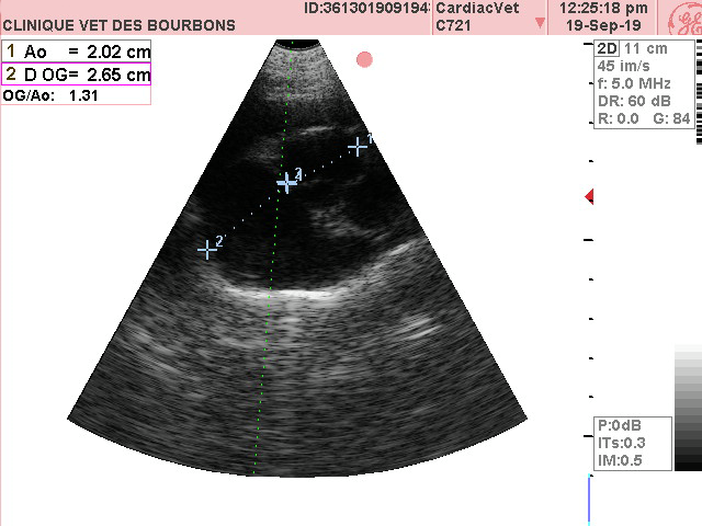 Exemple d'une échographie cardiaque réalisée par notre vétérinaire itinérant