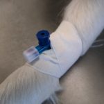 Pose d'un cathéter sur un chien avant l'anesthésie