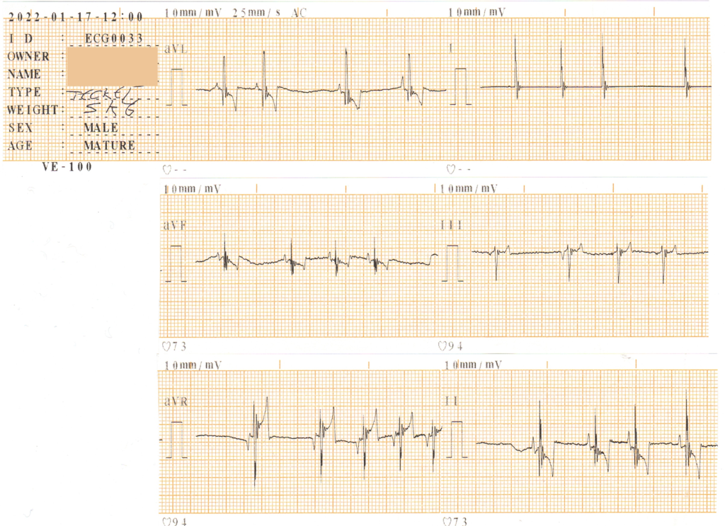 Electrocardiogramme réalisé sur un chien