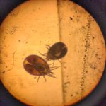 Parasites observés au microscope de la clinique vétérinaire des Bourbons