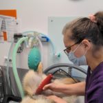 Tonte d'un chien en vue de castration par Angélique