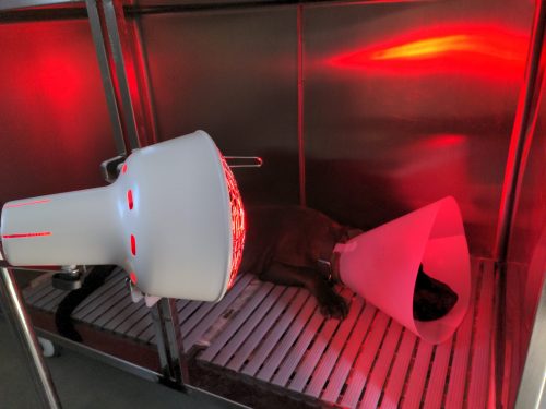 Mise sous lampe chauffante après une anesthésie de castration